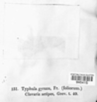 Typhula setipes image